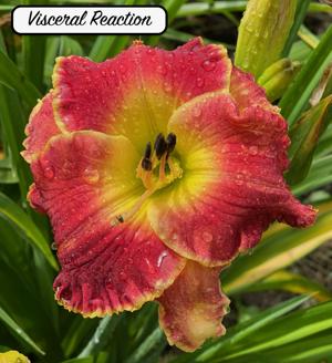 Visceral Reaction