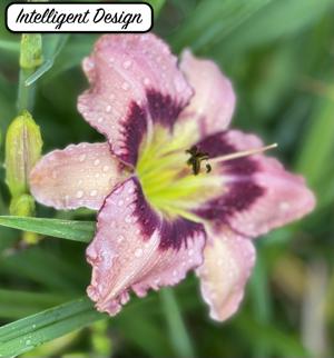 Intelligent Design