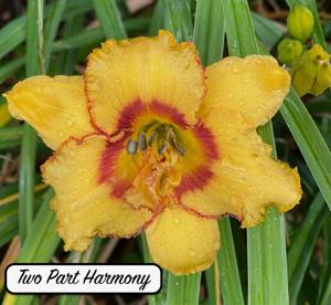 Two Part Harmony