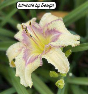 Intricate by Design