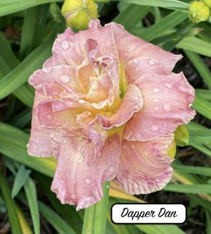 Dapper Dan