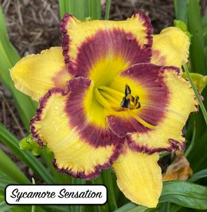Sycamore Sensation