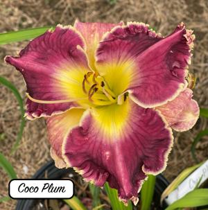 Coco Plum