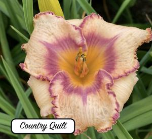 Country Quilt