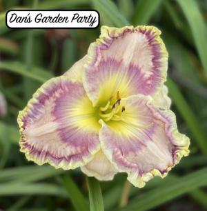 Dan's Garden Party