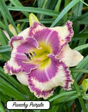 Punchy Purple