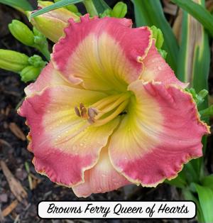 Browns Ferry Queen of Hearts