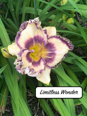 Limitless Wonder