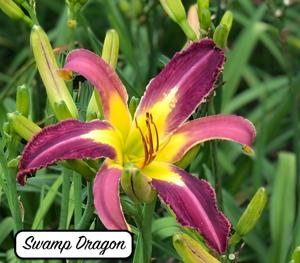 Swamp Dragon