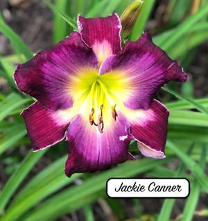 Jackie Canner