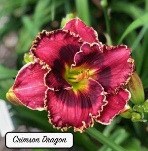 Crimson Dragon
