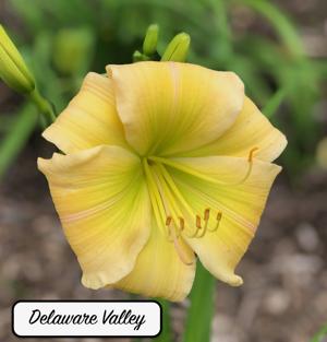 Delaware Valley