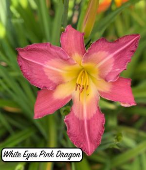 White Eyes Pink Dragon