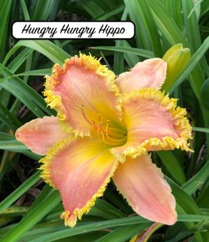 Hungry Hungry Hippo