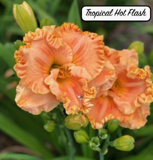 Tropical Hot Flash