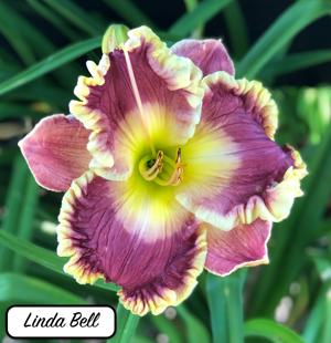 Linda Bell