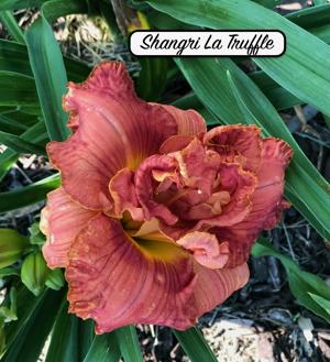 Shangri La Truffle