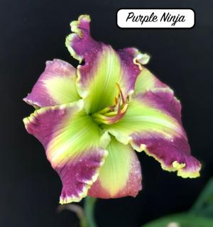 Purple Ninja