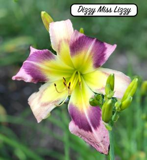 Dizzy Miss Lizzy