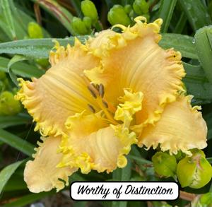 Worthy of Distinction