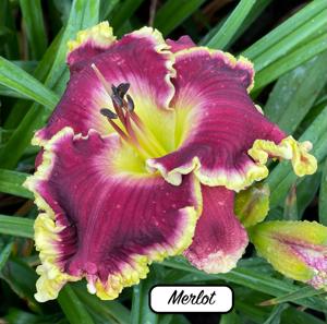 Merlot
