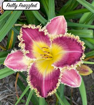 Frilly Frazzled