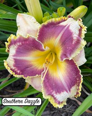 Southern Dazzle