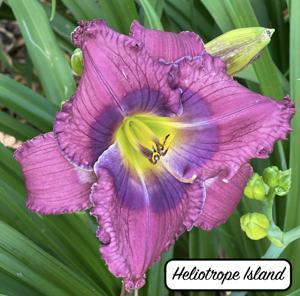 Heliotrope Island