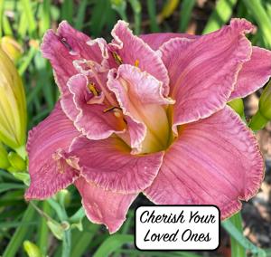 Cherish Your Loved Ones