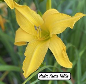 Yada Yada Yella