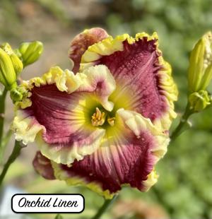 Orchid Linen