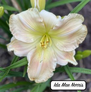 Ida Mae Norris
