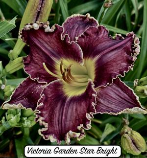 Victorian Garden  Star Bright