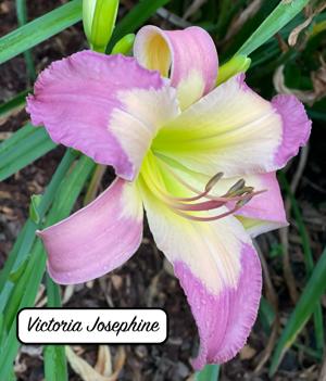 Victoria Josephine