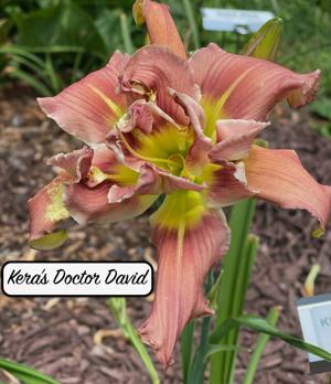 Kera's Doctor David