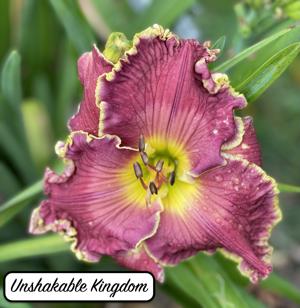 Unshakable Kingdom