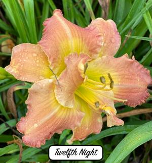 Twelfth Night