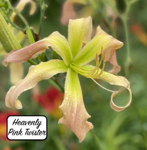 Heavenly Pink Twister