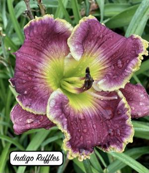 Indigo Ruffles