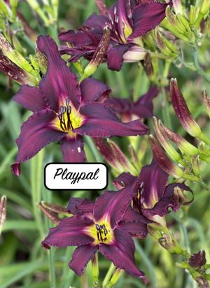 Playpal