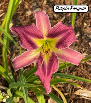 Purple Penguin