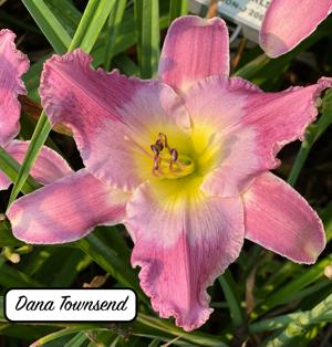 Dana Townsend