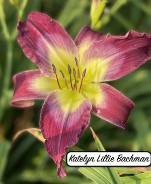 Katelyn Lillie Bachman