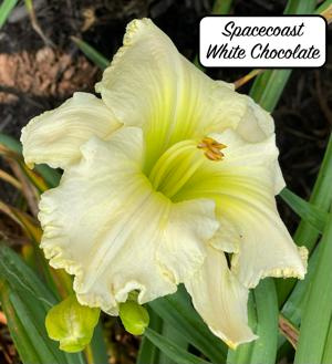 Spacecoast White Chocolate