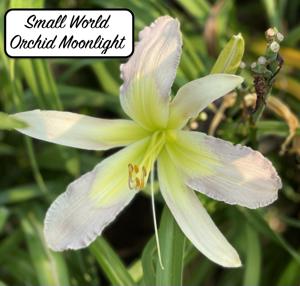 Small World Orchid Moonlight
