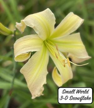 Small World 3-D Snowflake