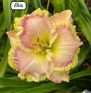 Elvis