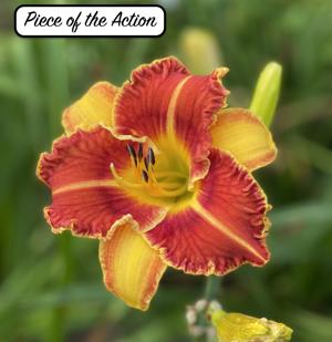Piece of the Action