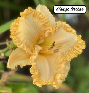 Mango Nectar