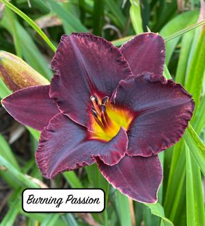 Burning Passion